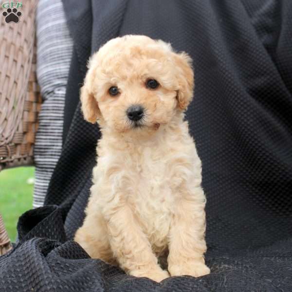 Milo, Bich-Poo Puppy