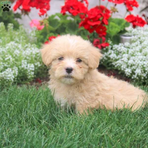 Milo, Havanese Puppy