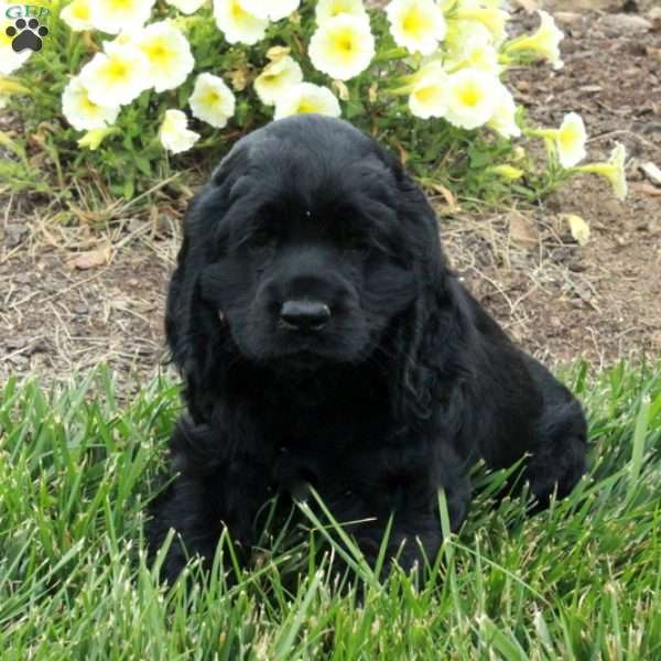 Milo, Cocker Spaniel Puppy
