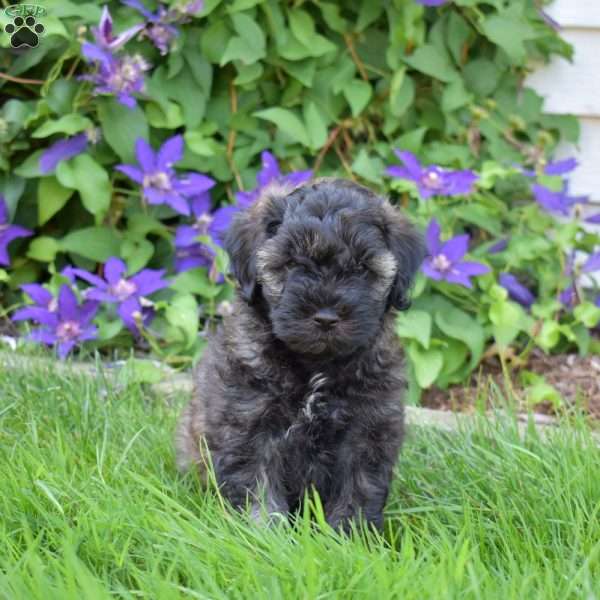 Milo, Cavapoo Puppy