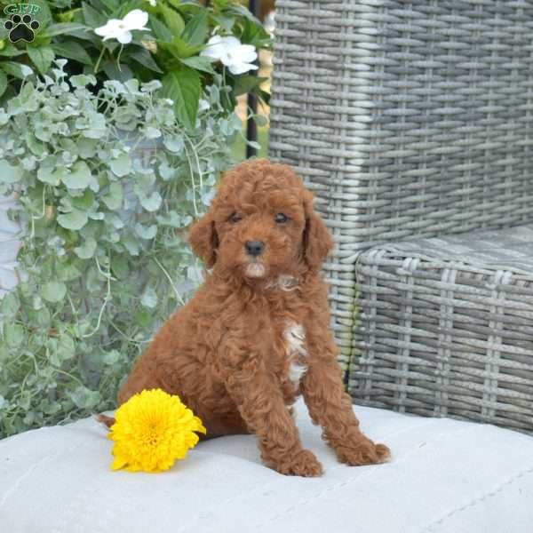Milo, Cavapoo Puppy