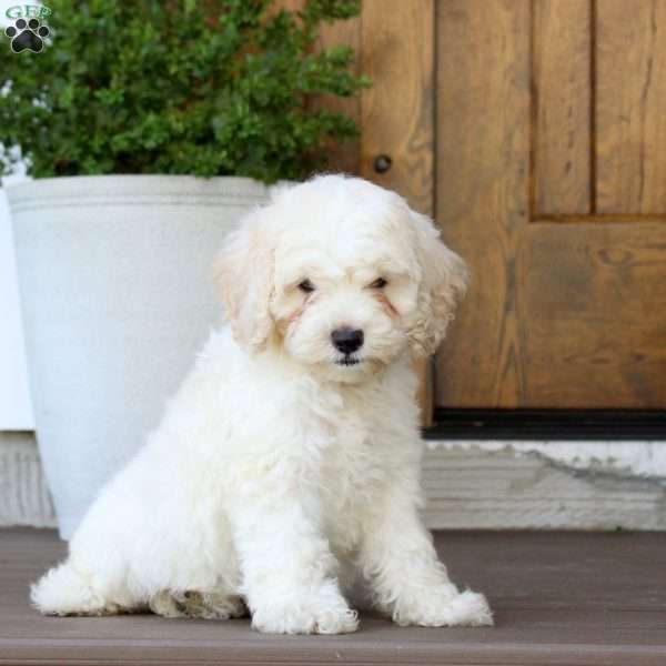 Milo, Cockapoo Puppy