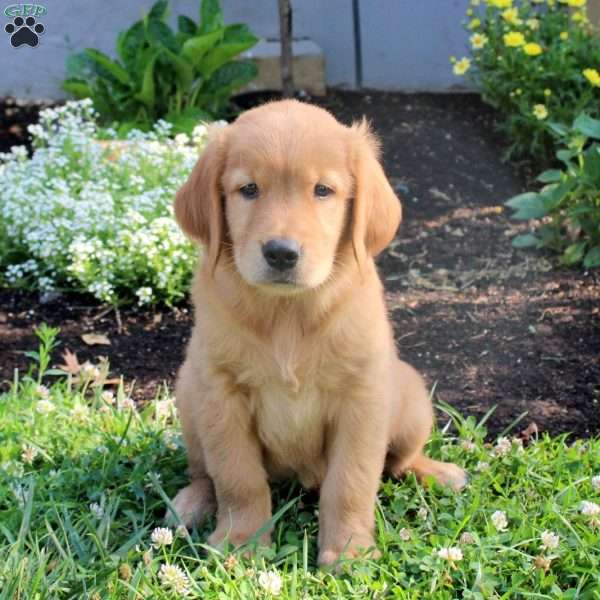 Milo, Golden Retriever Puppy