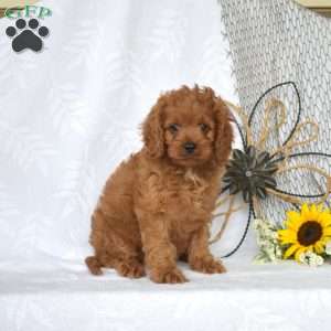 Milo, Cavapoo Puppy