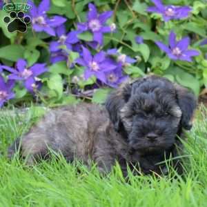 Milo, Cavapoo Puppy