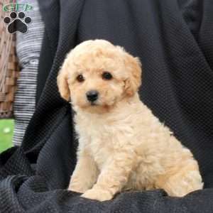 Milo, Bich-Poo Puppy