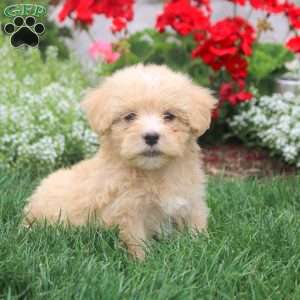 Milo, Havanese Puppy