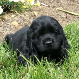 Milo, Cocker Spaniel Puppy