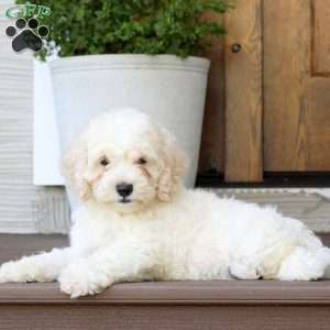 Milo, Cockapoo Puppy