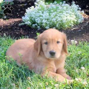Milo, Golden Retriever Puppy