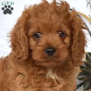 Milo, Cavapoo Puppy