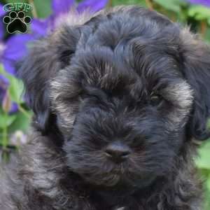 Milo, Cavapoo Puppy