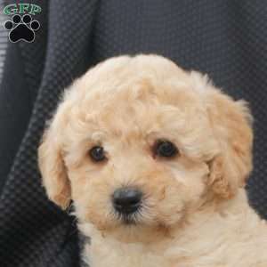 Milo, Bich-Poo Puppy