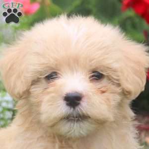 Milo, Havanese Puppy
