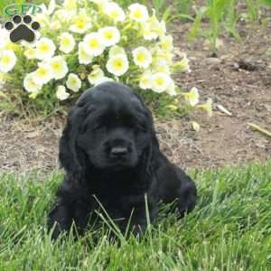Milo, Cocker Spaniel Puppy