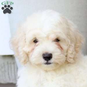 Milo, Cockapoo Puppy