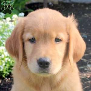 Milo, Golden Retriever Puppy