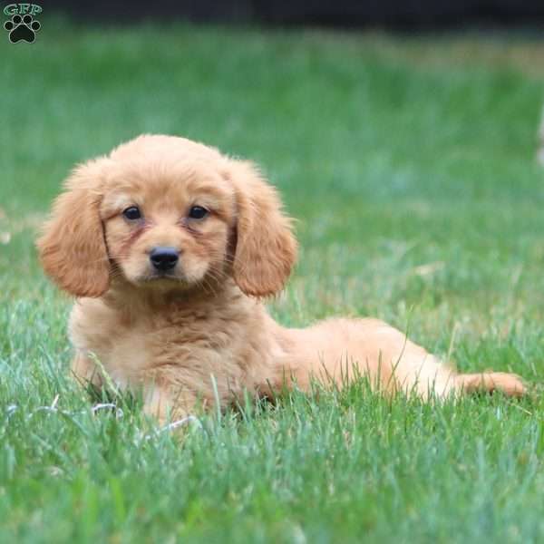 Milo, Miniature Golden Retriever Puppy
