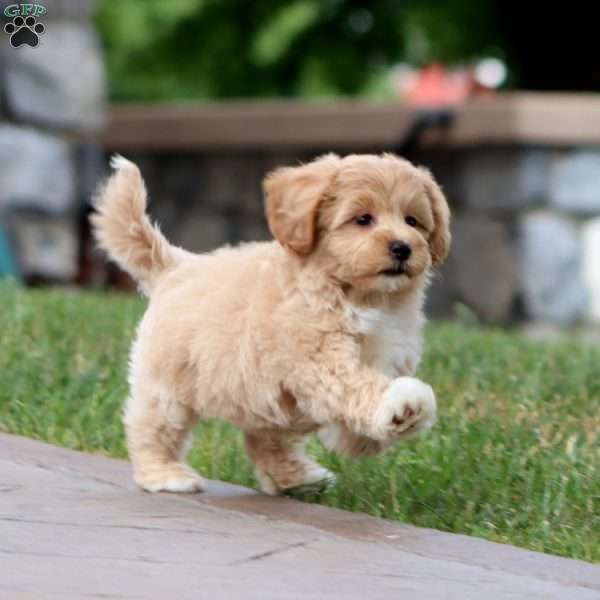 Milo, Maltipoo Puppy