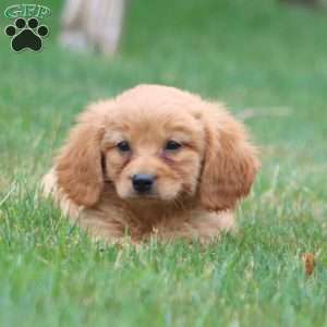 Milo, Miniature Golden Retriever Puppy