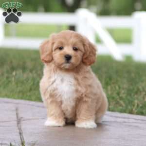 Milo, Maltipoo Puppy