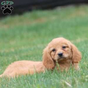Milo, Miniature Golden Retriever Puppy