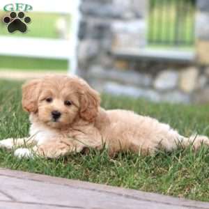 Milo, Maltipoo Puppy
