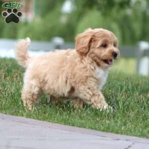 Milo, Maltipoo Puppy