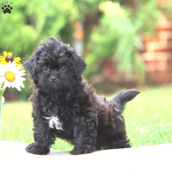 Milton, Shih-Poo Puppy