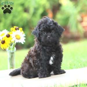 Milton, Shih-Poo Puppy