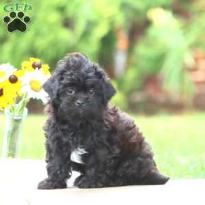 Milton, Shih-Poo Puppy