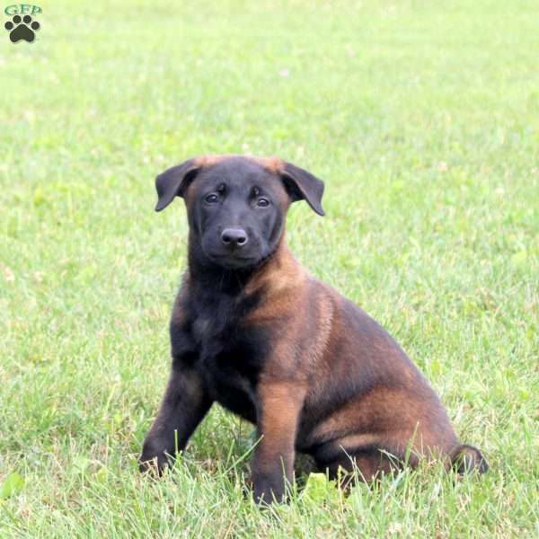 Mindy, Belgian Malinois Puppy