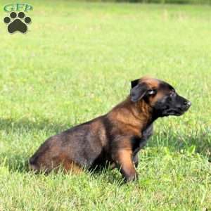 Mindy, Belgian Malinois Puppy