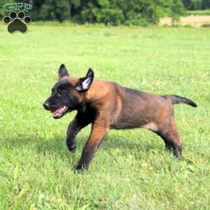 Mindy, Belgian Malinois Puppy