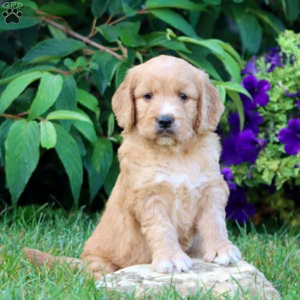 Mindy, Goldendoodle Puppy