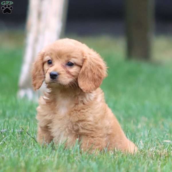 Mindy, Miniature Golden Retriever Puppy