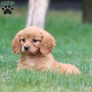 Mindy, Miniature Golden Retriever Puppy