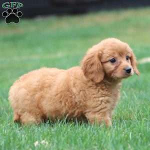 Mindy, Miniature Golden Retriever Puppy