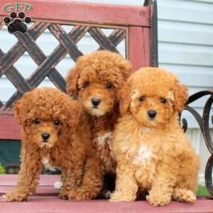 Blessing, Miniature Poodle Puppy
