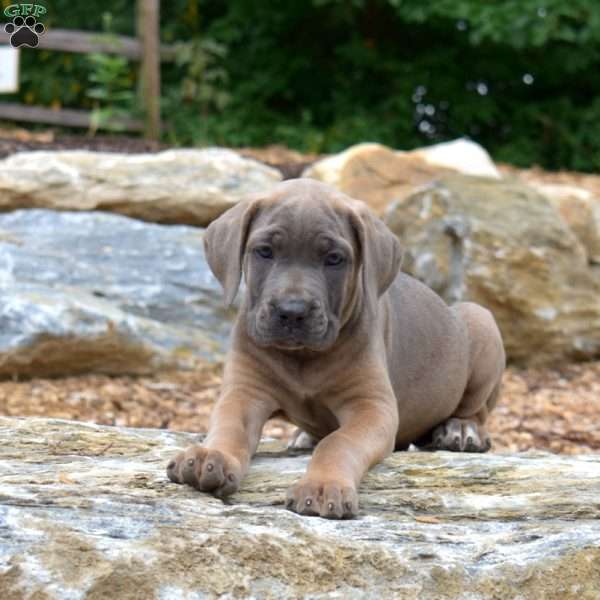 Minnie, Cane Corso Puppy
