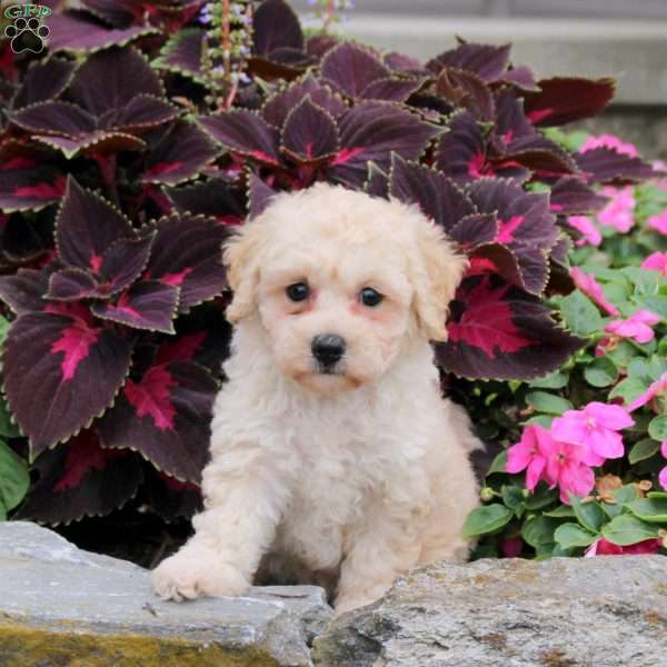 Minnie, Bich-Poo Puppy