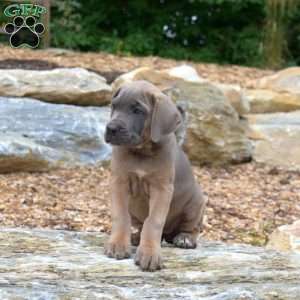 Minnie, Cane Corso Puppy