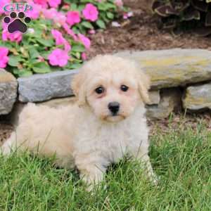 Minnie, Bich-Poo Puppy
