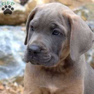 Minnie, Cane Corso Puppy
