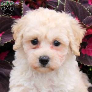 Minnie, Bich-Poo Puppy