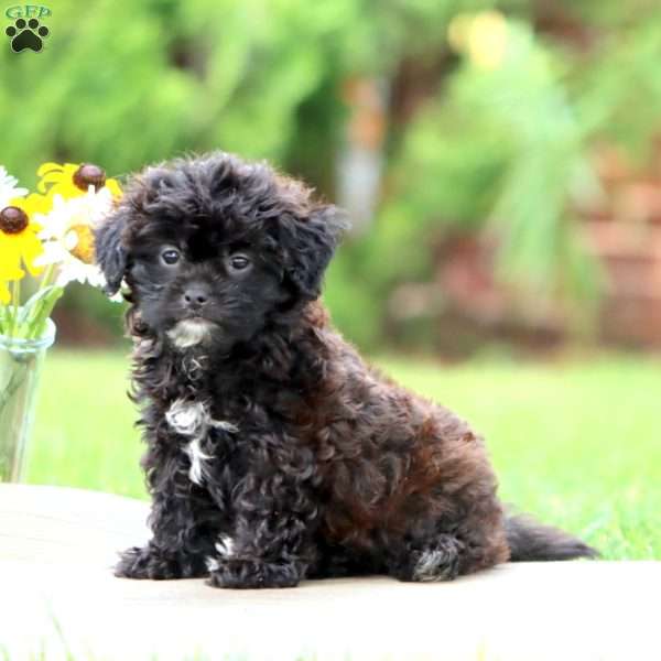 Minnie, Shih-Poo Puppy