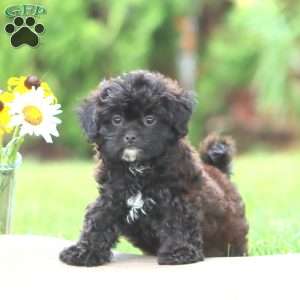 Minnie, Shih-Poo Puppy