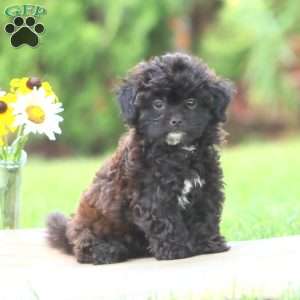 Minnie, Shih-Poo Puppy