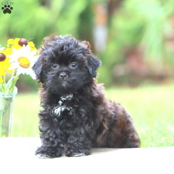 Minty, Shih-Poo Puppy