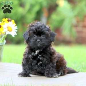 Minty, Shih-Poo Puppy
